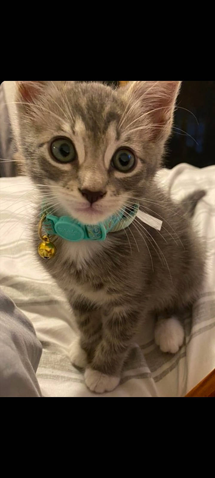 Wayna joined the competition — help win amazing prizes! carnivore, cat, claw, comfort, domestic_short_haired_cat, eye, fawn, felidae, foot, fur, iris, paw, photo_caption, sitting, small_to_medium_sized_cats, snout, tail, terrestrial_animal, whiskers