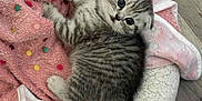 Scout joined the competition — help win amazing prizes! kitten, cat, pet_bed, blanket, pink, polka_dots, gray_tabby, feline, cute, indoor, flooring, wood_floor, playful, young_cat, cozy, curious, animal, fur, small, resting