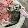 kitten, cat, pet_bed, blanket, pink, polka_dots, gray_tabby, feline, cute, indoor, flooring, wood_floor, playful, young_cat, cozy, curious, animal, fur, small, resting