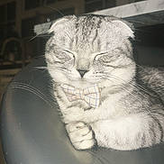 Scout is registered to the contest to win money with this photo: cat, scottish_fold, bow_tie, feline, pet, gray_cat, striped_cat, whiskers, closed_eyes, relaxed, leather_surface, indoor, domestic_animal, cute, sleeping, fur, animal_portrait, cozy, resting, soft_light