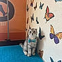 kitten, cat, bow_tie, blue, polka_dot, butterfly, wall_decor, indoor, mat, gray_tabby, sitting, cute, wide_eyes, pet, animal, feline, playful, decorative, young_cat, looking