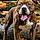 Rosco