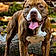 Rosco