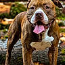 Rosco participe au concours pour gagner de l'argent avec cette photo : alert, animal, brown, canine, closeup, dog, ears, fur, happy, mammal, nature, outdoor, paws, pet, portrait, rock, standing, tongue, tongue_out, white