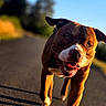 animal, blue_sky, brown, canine, closeup, daylight, dog, happy, motion, nature, outdoor, pet, playful, portrait, road, running, smiling, sunlight, trees, white