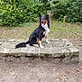 dog, black_and_tan, sitting, stone_ledge, forest, greenery, outdoor, nature, tongue_out, ears_up, happy, pet, animal, leafy, trees, grass, canine, fur, collar, daylight