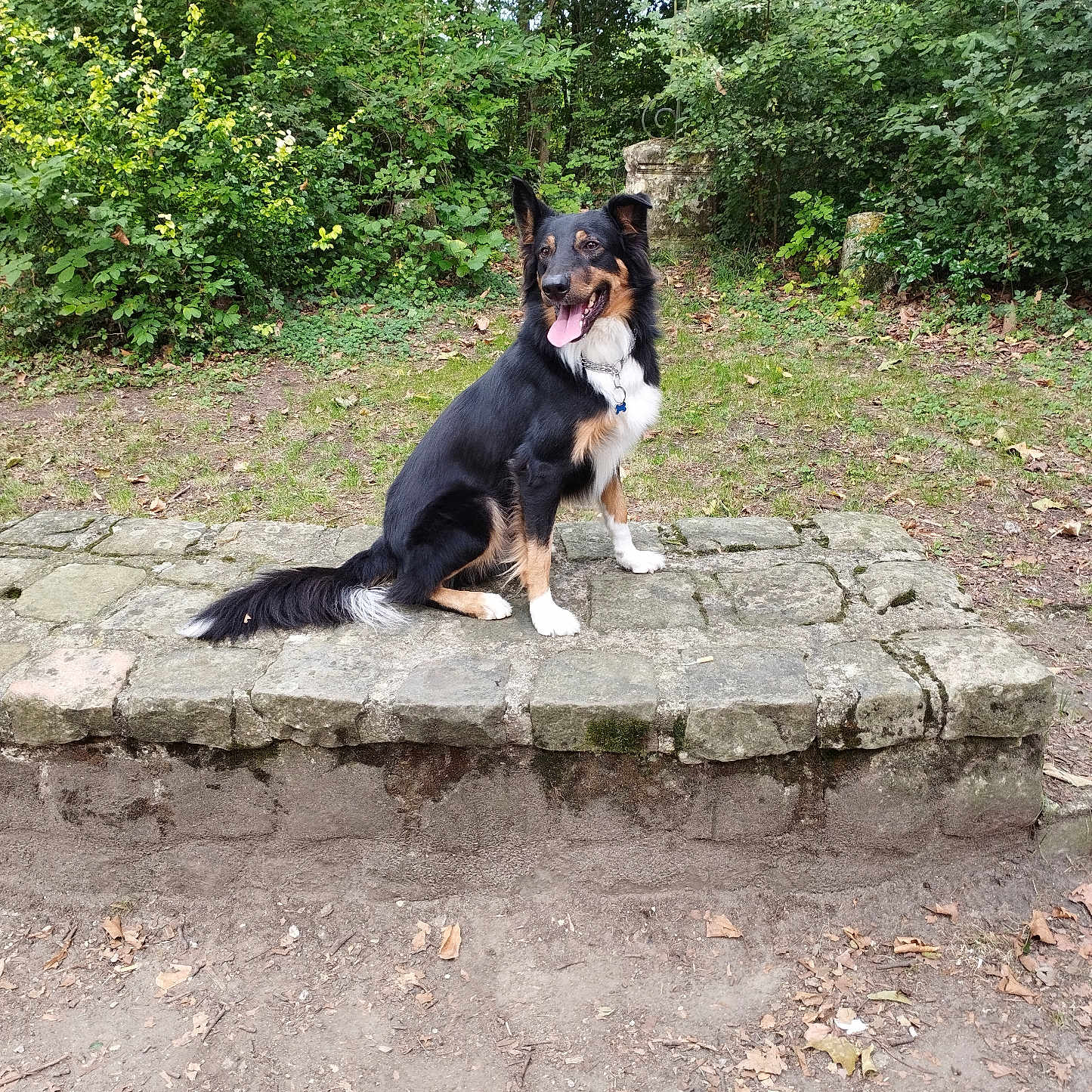 Shadow participe au concours pour gagner de l'argent avec cette photo : animal, black_and_tan, canine, collar, daylight, dog, ears_up, forest, fur, grass, greenery, happy, leafy, nature, outdoor, pet, sitting, stone_ledge, tongue_out, trees