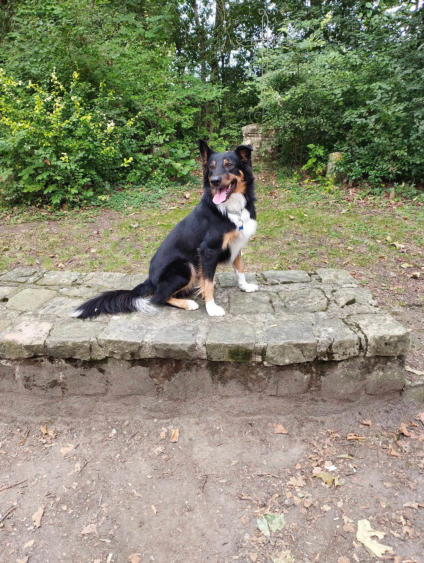 Shadow participe au concours pour gagner de l'argent avec cette photo : dog, black_and_tan, sitting, stone_ledge, forest, greenery, outdoor, nature, tongue_out, ears_up, happy, pet, animal, leafy, trees, grass, canine, fur, collar, daylight