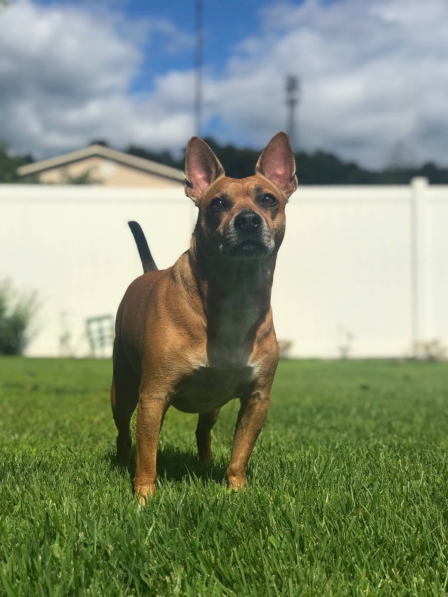 Frijol is registered to the contest to win money with this photo: canidae, carnivore, companion_dog, dog, dog_breed, fawn, french_bulldog, grass, mammal, rare_breed_dog, snout, vertebrate