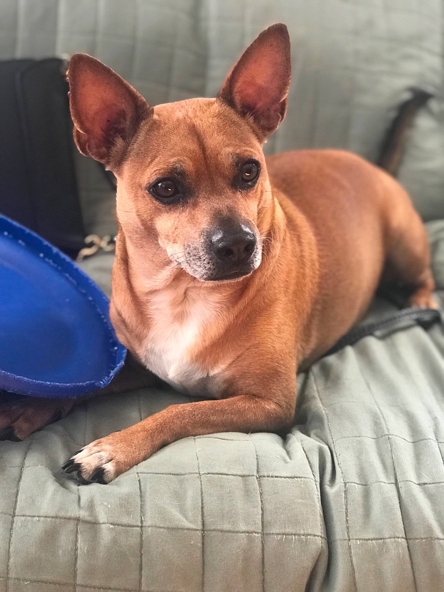 Frijol joined the competition — help win amazing prizes! canidae, carnivore, chihuahua, companion_dog, corgi_chihuahua, dog, dog_breed, ear, fawn, feist, mammal, miniature_pinscher, prazsky_krysarik, rare_breed_dog, rat_terrier, snout, sporting_group, toy_dog, vertebrate, whiskers