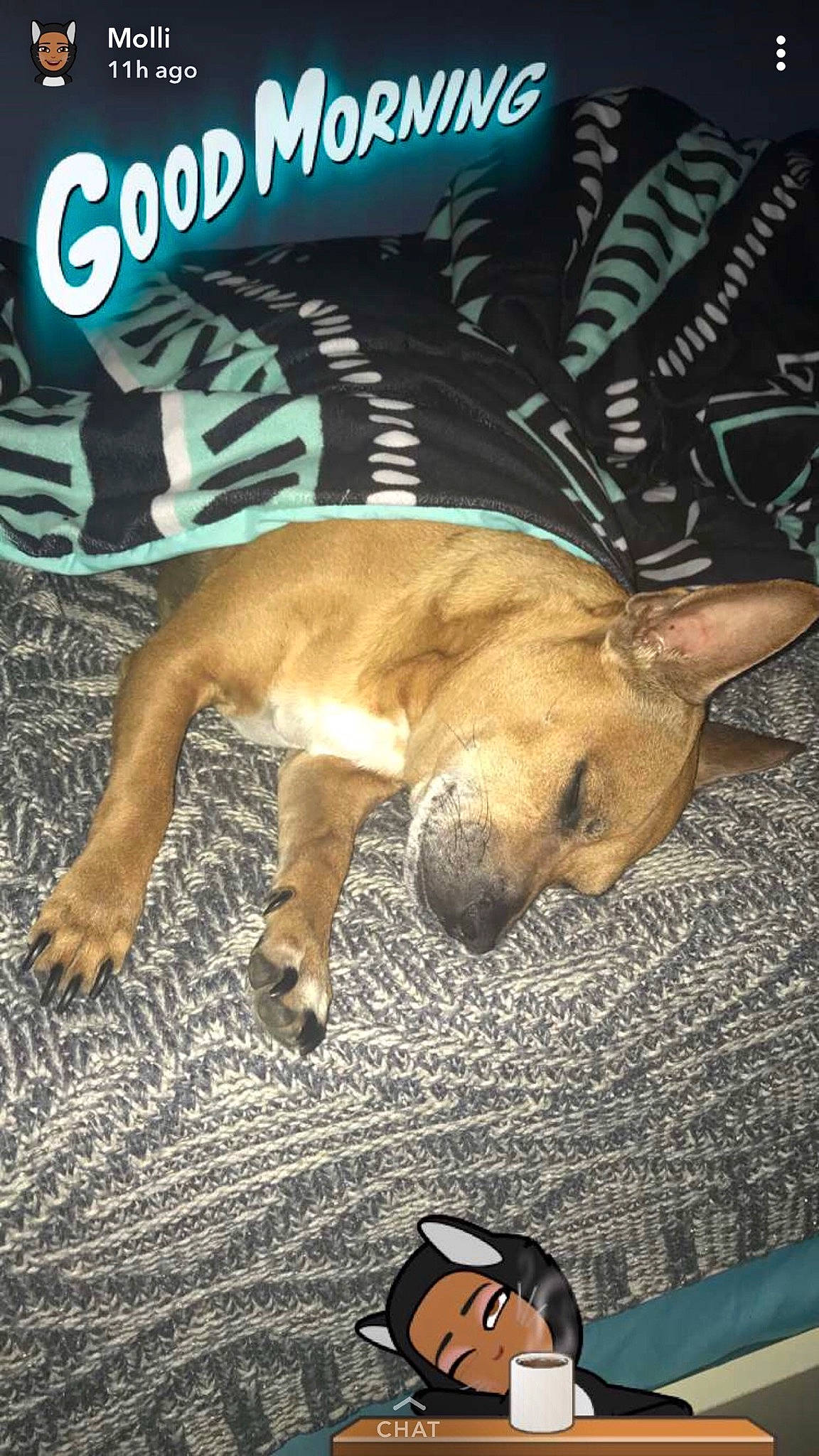 Frijol is registered to the contest to win money with this photo: canidae, carnivore, chihuahua, dog, dog_breed, fawn, french_bulldog, non_sporting_group, photo_caption, puppy, snout