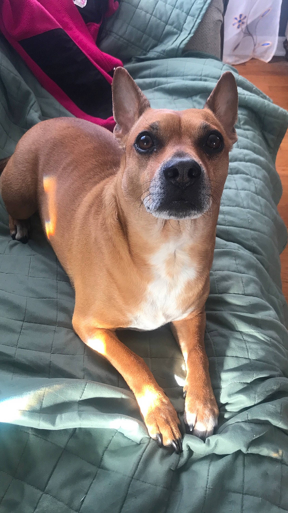 Frijol is registered to the contest to win money with this photo: ancient_dog_breeds, canidae, carnivore, companion_dog, dog, dog_breed, fawn, french_bulldog, mammal, non_sporting_group, rare_breed_dog, snout, vertebrate, whiskers