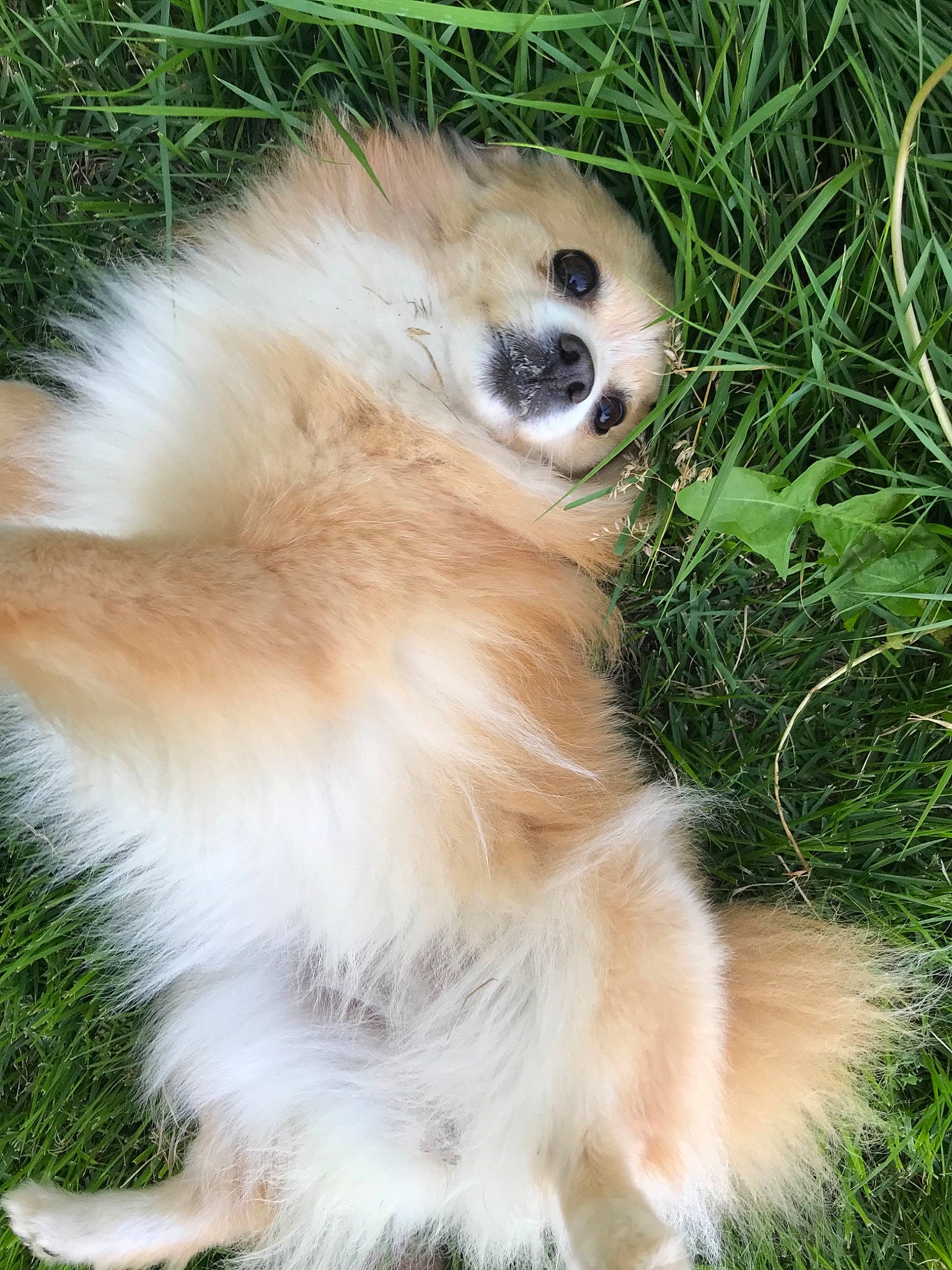 Princess joined the competition — help win amazing prizes! canidae, carnivore, companion_dog, dog, dog_breed, fawn, fur, german_spitz, german_spitz_klein, grass, japanese_spitz, mammal, pomeranian, puppy, snout, sporting_group, tail, tibetan_spaniel, vertebrate, whiskers