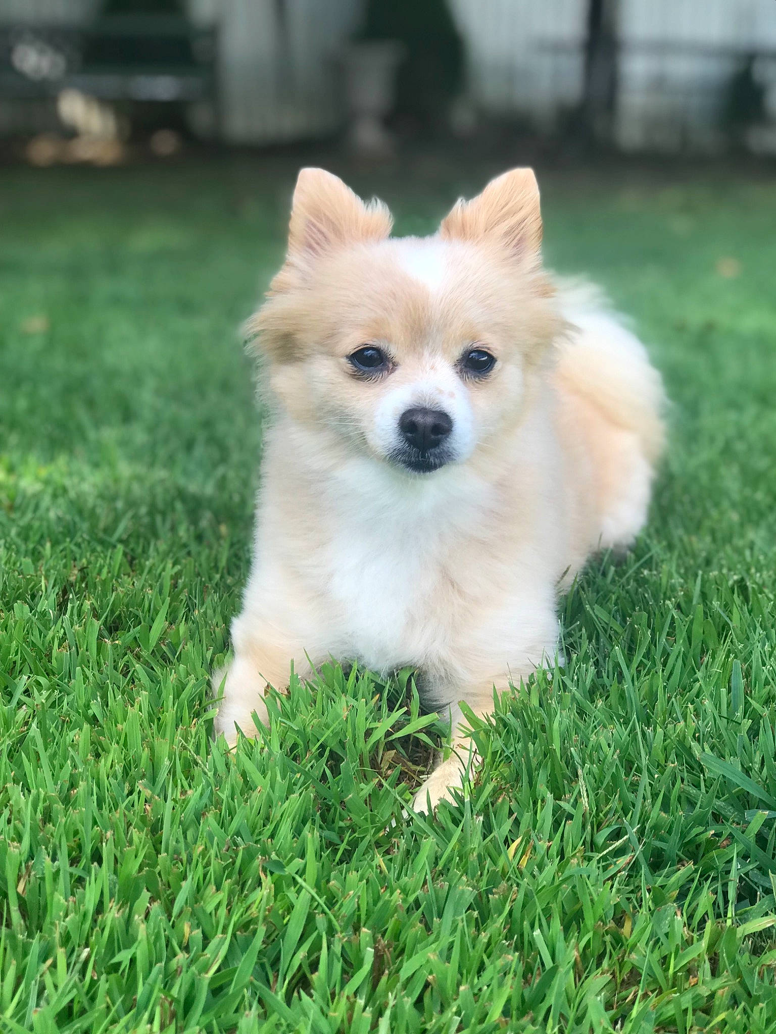 Princess joined the competition — help win amazing prizes! canidae, carnivore, companion_dog, dog, dog_breed, german_spitz, german_spitz_klein, german_spitz_mittel, grass, icelandic_sheepdog, japanese_spitz, kintamani, mammal, pomeranian, puppy, rare_breed_dog, snout, spitz, vertebrate, volpino_italiano