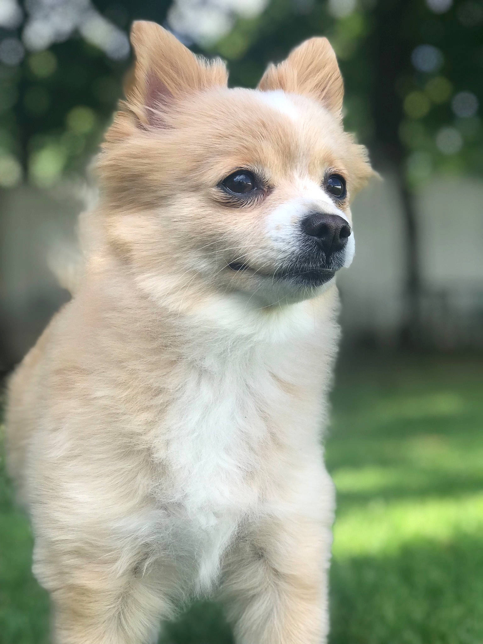 Princess is registered to the contest to win money with this photo: ancient_dog_breeds, canidae, carnivore, chihuahua, companion_dog, dog, dog_breed, fawn, german_spitz_mittel, icelandic_sheepdog, mammal, non_sporting_group, pomeranian, puppy, rare_breed_dog, snout, sporting_group, toy_dog, vertebrate, whiskers