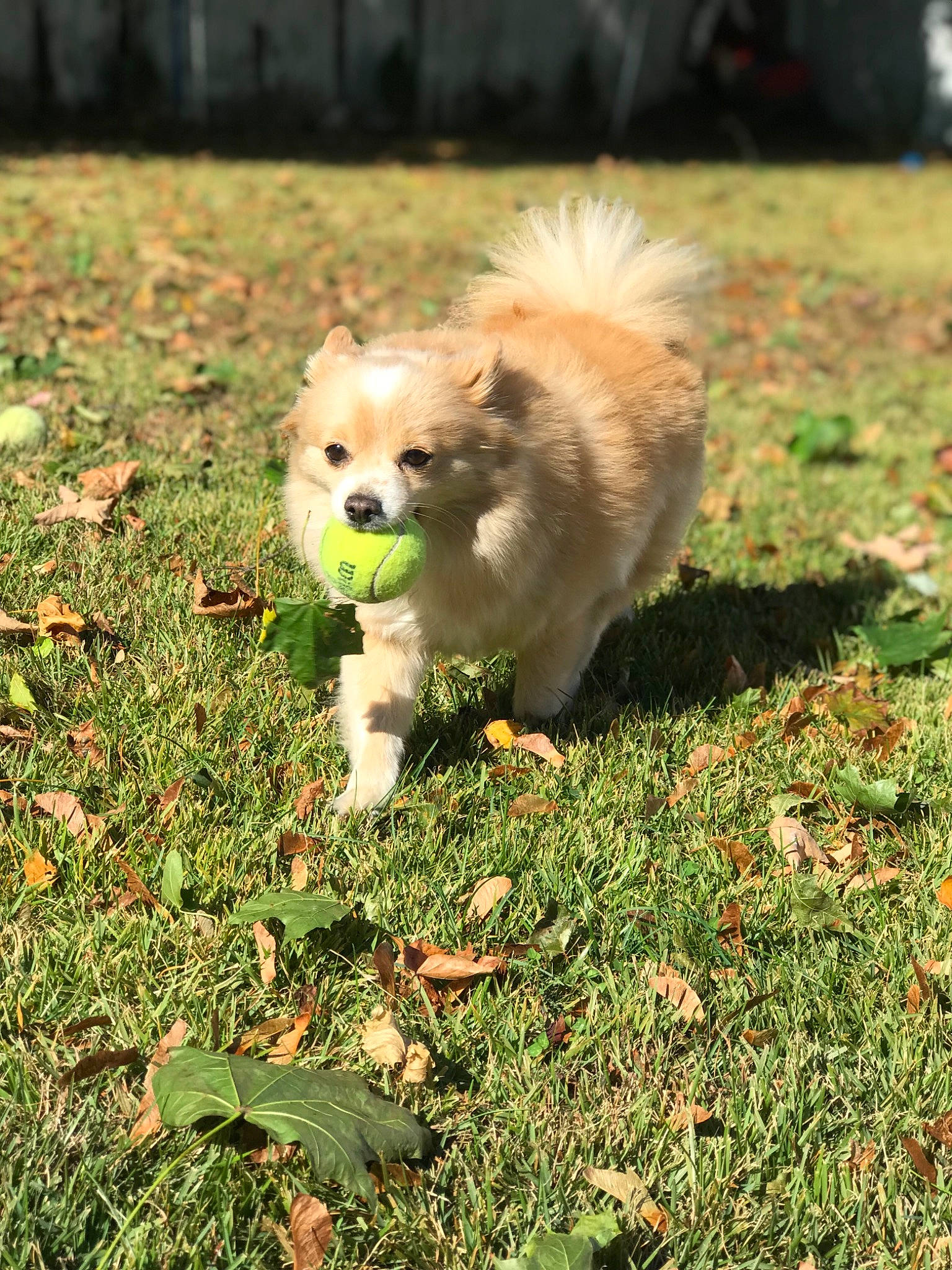 Princess is registered to the contest to win money with this photo: canidae, carnivore, companion_dog, dog, dog_breed, fawn, finnish_spitz, german_spitz, german_spitz_klein, german_spitz_mittel, grass, japanese_spitz, mammal, non_sporting_group, pomeranian, puppy, spitz, toy_dog, vertebrate, volpino_italiano