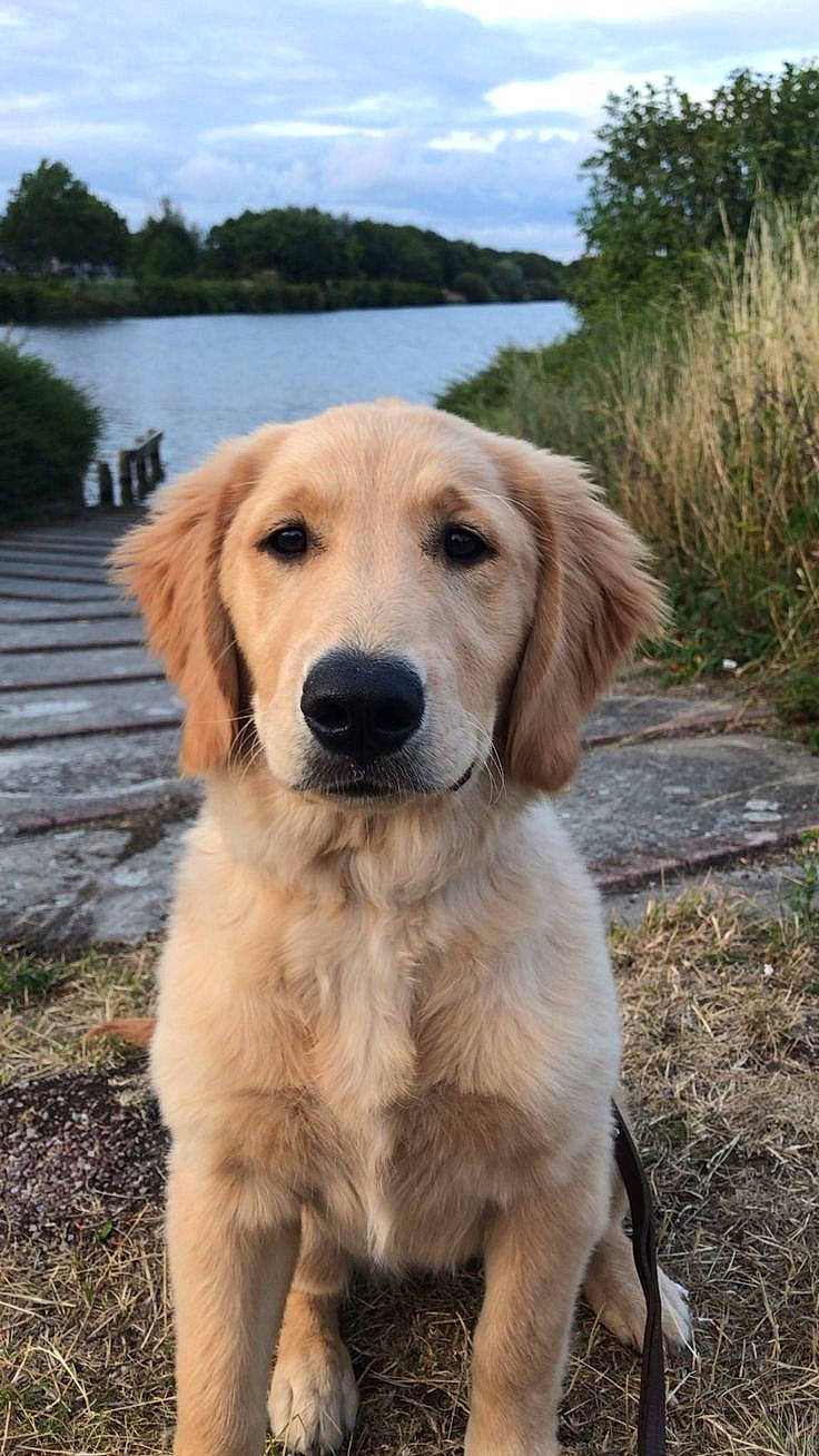 Le Chien a rejoint le concours — aidez-le/la à gagner de superbes lots ! canidae, carnivore, cloud, companion_dog, dog, dog_breed, fawn, fur, grass, gun_dog, lake, plant, sky, sporting_group, terrestrial_animal, tree, water, whiskers, wildlife, wood