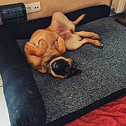 Arkana participe au concours pour gagner de l'argent avec cette photo : animal, blanket, canine, collar, comfort, cozy, cute, dog, dog_bed, floor, fur, home, indoor, lying_down, pet, playful, relaxed, resting, smiling, tile_floor