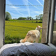 Mia participe au concours pour gagner de l'argent avec cette photo : animal, bed, cat, clouds, contrails, cozy, curious, daylight, field, grass, greenery, indoor, nature, outdoor, peaceful, pet, sky, sunlight, window, yellow_flowers