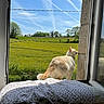 animal, bed, cat, clouds, contrails, cozy, curious, daylight, field, grass, greenery, indoor, nature, outdoor, peaceful, pet, sky, sunlight, window, yellow_flowers