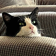 Toby joined the competition — help win amazing prizes! animal, black_and_white, cat, close_up, couch, cushion, ears, eyes, face, funny_expression, fur, green_eyes, home, indoor, nose, pet, portrait, seated, tuxedo_cat, whiskers