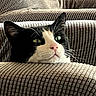 animal, black_and_white, cat, close_up, couch, cushion, ears, eyes, face, funny_expression, fur, green_eyes, home, indoor, nose, pet, portrait, seated, tuxedo_cat, whiskers