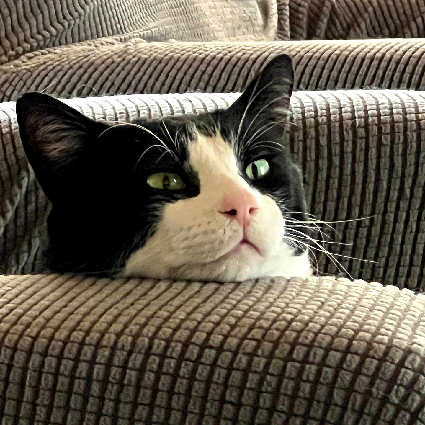 Toby