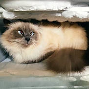 Taco participe au concours pour gagner de l'argent avec cette photo : animal, blue_eyes, box, cat, closeup, cold, confused, cozy, curious, feline, fluffy, freezer, fur, ice, indoor, pet, resting, sitting, tail, whiskers