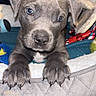 Tank joined the competition — help win amazing prizes! puppy, dog, pet, cute, gray, bed, paws, toys, indoor, closeup, animal, young, playful, cozy, blanket, resting, looking, ears, snout, fur