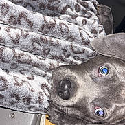 Tank is registered to the contest to win money with this photo: dog, blanket, leopard_print, car_seat, pet, animal, curious, indoor, cozy, brown, fur, face, ears, eyes, nose, snout, seat, upclose, portrait, domestic