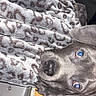 dog, blanket, leopard_print, car_seat, pet, animal, curious, indoor, cozy, brown, fur, face, ears, eyes, nose, snout, seat, upclose, portrait, domestic