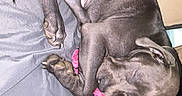 Tank joined the competition — help win amazing prizes! puppy, dog, sleeping, bed, blanket, pink, gray, cozy, indoor, resting, cute, pet, animal, fur, paw, snout, ears, curled_up, peaceful, home