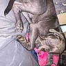 puppy, dog, sleeping, bed, blanket, pink, gray, cozy, indoor, resting, cute, pet, animal, fur, paw, snout, ears, curled_up, peaceful, home