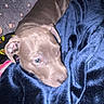 Tank joined the competition — help win amazing prizes! puppy, dog, blanket, blue_blanket, indoor, resting, cute, pet, animal, cozy, sleepy, fur, ears, nose, head, lying_down, domestic_animal, young_dog, soft_texture, comfort