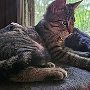 Kassandra is registered to the contest to win money with this photo: animal, bell, cat, cat_bed, collar, cozy, domestic_cat, feline, fur, greenery, indoor, looking_outside, nature, pet, plush, relaxed, resting, screen_window, tabby_cat, window