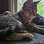 animal, bell, cat, cat_bed, collar, cozy, domestic_cat, feline, fur, greenery, indoor, looking_outside, nature, pet, plush, relaxed, resting, screen_window, tabby_cat, window