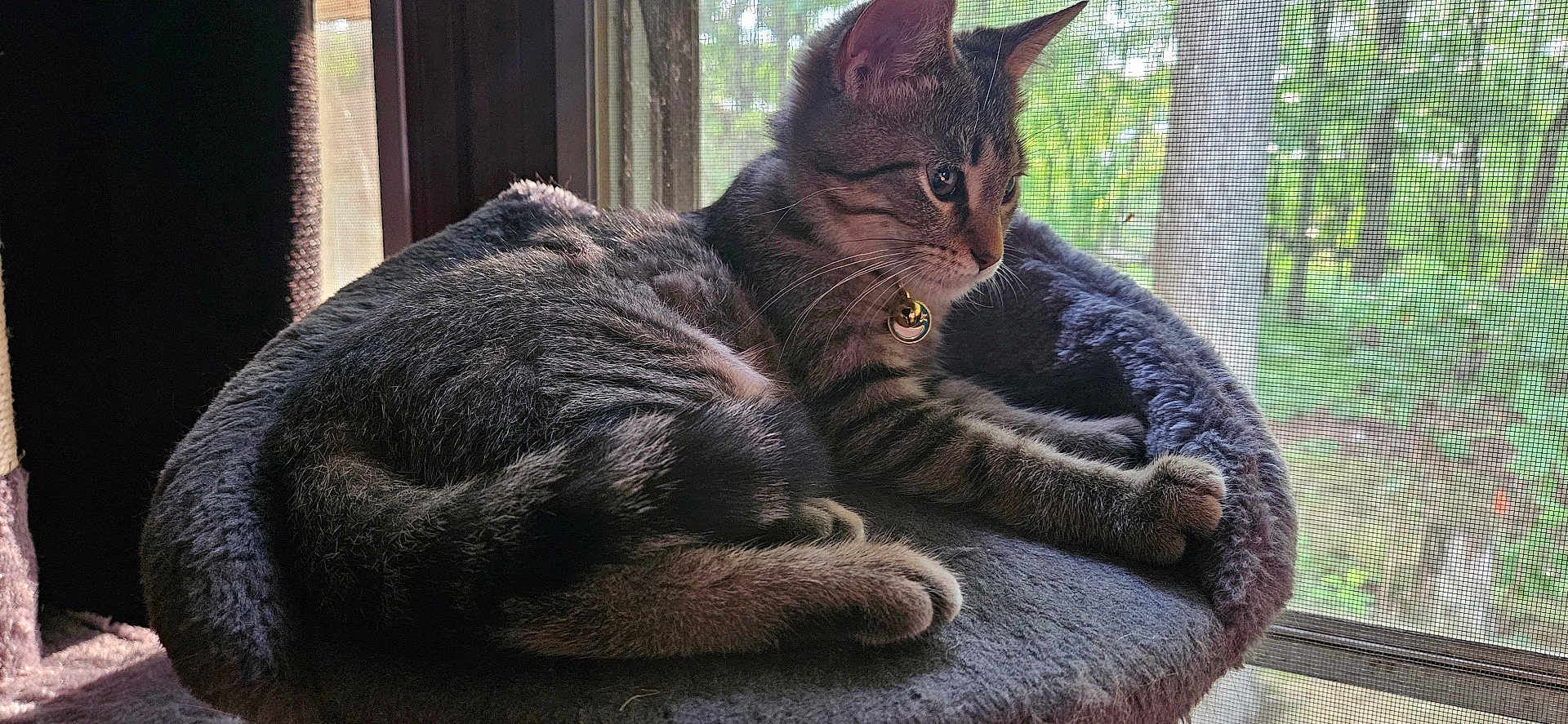 Kassandra