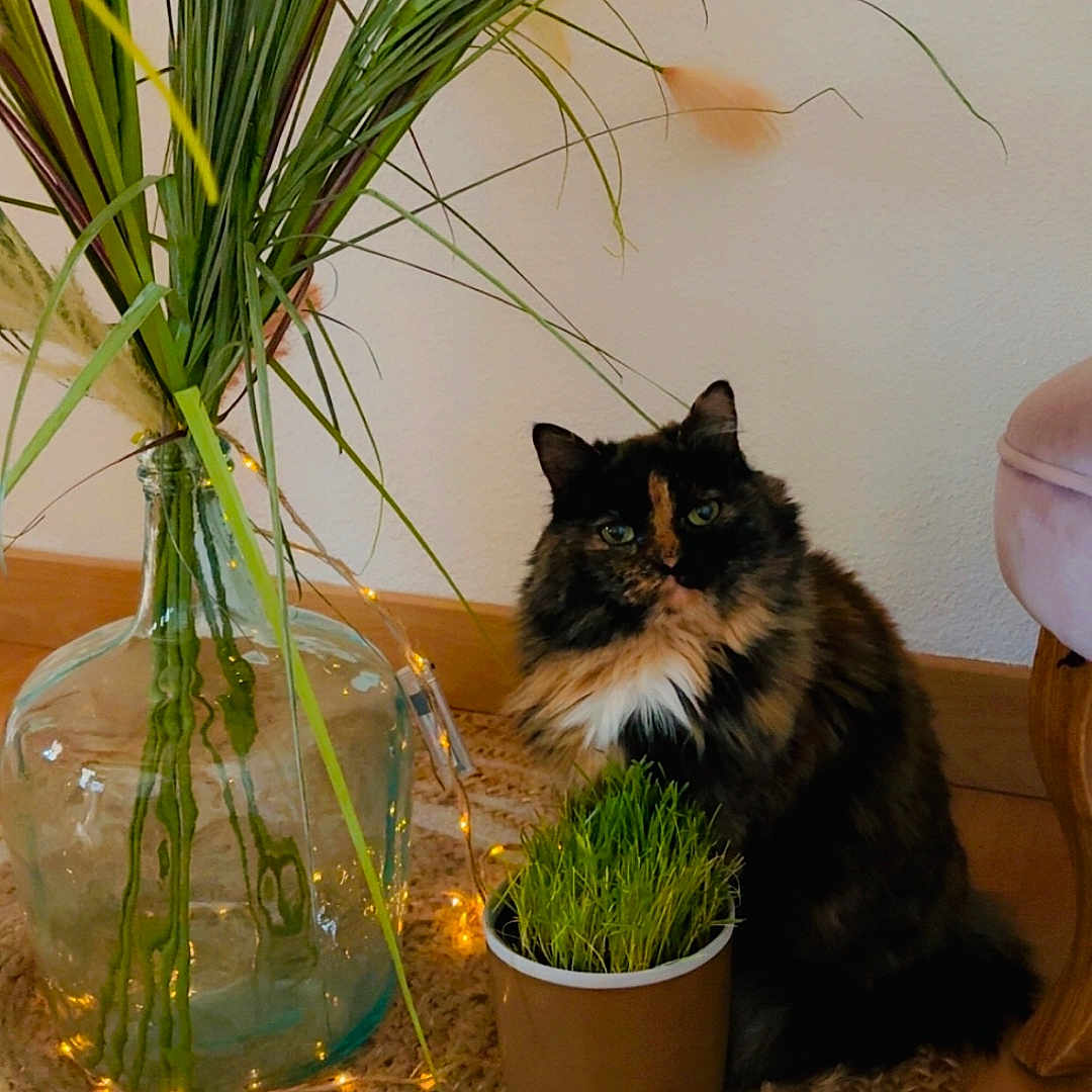Chipie participe au concours pour gagner de l'argent avec cette photo : animal, cat, cookware, flower, flowerarrangement, flowerbouquet, hardwood, ikebana, indoors, interiordesign, jar, kitten, pet, plant, planter, pot, pottedplant, pottery, vase, wood