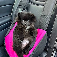 Mia a rejoint le concours — aidez-le/la à gagner de superbes lots ! animal, black_fur, car_door, car_interior, car_seat, cute, dog, fluffy, fur, leather_seat, pet, pet_car_seat, pink, puppy, relaxed, seatbelt, sitting, small_dog, vehicle, window