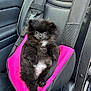 animal, black_fur, car_door, car_interior, car_seat, cute, dog, fluffy, fur, leather_seat, pet, pet_car_seat, pink, puppy, relaxed, seatbelt, sitting, small_dog, vehicle, window