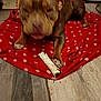dog, brown_dog, bone, red_blanket, polka_dot, floor, wooden_floor, indoor, pet, animal, paw, furniture, household, blurred, laying, front_view, domestic_animal, flooring, resting, canine