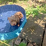 dog, blue_pool, water, outdoor, grass, plants, wooden_pallet, concrete_slab, sunlight, shadow, pet, animal, summer, backyard, nature, resting, canine, brown_dog, daylight, relaxing