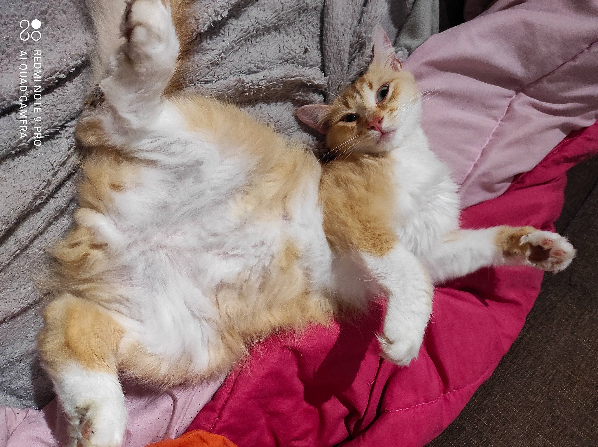 O'Malley participe au concours pour gagner de l'argent avec cette photo : carnivore, cat, claw, comfort, domestic_short_haired_cat, fawn, felidae, fur, nap, paw, small_to_medium_sized_cats, tail, whiskers