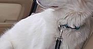 Sophia joined the competition — help win amazing prizes! dog, white_dog, blue_eyes, car_interior, passenger_seat, leash, collar, window, looking_out, animal, pet, fur, seatbelt, side_view, canine, travel, road_trip, domestic_animal, calm, profile_view
