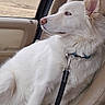 animal, blue_eyes, calm, canine, car_interior, collar, dog, domestic_animal, fur, leash, looking_out, passenger_seat, pet, profile_view, road_trip, seatbelt, side_view, travel, white_dog, window