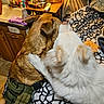 Sophia is registered to the contest to win money with this photo: dog, brown_dog, white_dog, pet, animal, harness, blanket, indoor, cozy, nuzzle, affection, fur, bedroom, cabinets, floor, toy, household_items, warm_lighting, patterned_blanket, companion