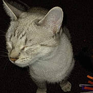 Clementine is registered to the contest to win money with this photo: animal, blurry, carpet, cat, closeup, cute, domestic, ears, face, feline, fur, head, indoor, paws, pet, ribbons, sleepy, standing, toy, whiskers