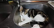 Marley participe au concours pour gagner de l'argent avec cette photo : kitten, cat, sink, kitchen, nap, sleeping, stainless_steel, domestic, pet, fur, animal, relaxed, indoor, cute, whiskers, paw, tabby, striped, white, resting