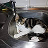kitten, cat, sink, kitchen, nap, sleeping, stainless_steel, domestic, pet, fur, animal, relaxed, indoor, cute, whiskers, paw, tabby, striped, white, resting