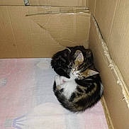 Marley a rejoint le concours — aidez-le/la à gagner de superbes lots ! kitten, cat, cardboard_box, sleeping, curled_up, blanket, pastel_colors, indoor, pet, small, young, cute, feline, resting, cozy, striped, tabby, whiskers, ears, fur